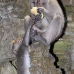 monkey_macaque_balinese_mf_ubud_v_0989_bal4705.jpg